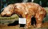 diprotodon.jpg