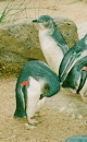 [little penguins]